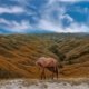 Sumba
